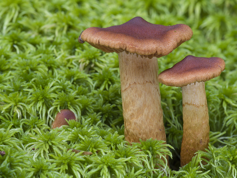 Cortinarius rubellus